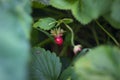 Lonely strawberry berry among the leaves. Nature. Strongly blurred background. Royalty Free Stock Photo