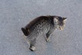 Lonely stray cat on asphalt outdoors, above view. Homeless pet