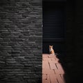 Lonely Stray Cat In City Alley