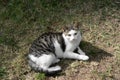 Lonely stray cat lying on grass outdoors. Homeless pet Royalty Free Stock Photo