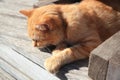 Lonely stray cat outdoors on sunny day . Homeless animal Royalty Free Stock Photo