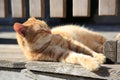 Lonely stray cat outdoors on sunny day . Homeless animal Royalty Free Stock Photo