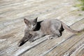 Lonely stray cat outdoors on sunny day . Homeless animal Royalty Free Stock Photo