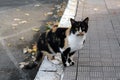 Lonely stray cat on pavement outdoors. Homeless pet