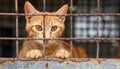 Lonely stray cat in shelter cage abandoned feline behind rusty bars, seeking care and food