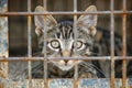 Lonely stray cat in shelter cage abandoned feline behind rusty bars, seeking care