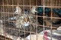 Lonely stray cat in shelter cage abandoned feline behind rusty bars, seeking home and care