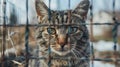 Lonely stray cat in shelter cage abandoned feline behind rusty bars, seeking home and care