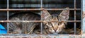 Lonely stray cat in shelter cage, abandoned feline hungry behind rusty bars in animal shelter