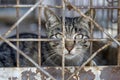 Lonely stray cat in shelter cage abandoned, hungry, and hopeful behind rusty bars