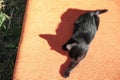 Lonely stray cat on sofa outdoors, above view. Homeless animal