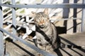 Lonely stray cat on stairs outdoors. Homeless pet