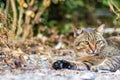 Lonely stray cat in winter.