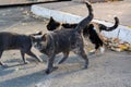 Lonely stray cats on asphalt outdoors. Homeless pet