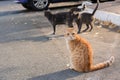 Lonely stray cats on asphalt outdoors. Homeless pet