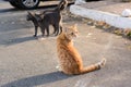 Lonely stray cats on asphalt outdoors. Homeless pet