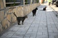 Lonely stray cats on sidewalk outdoors. Homeless pet