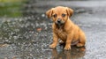 Lonely stray dog abandoned, hungry, and wet in the rain, seeking shelter and care for adoption