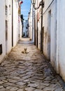 Lonely stray dog lying in an alley