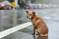 Lonely stray dog seeking shelter in rainy street, hopeful for adoption and rescue