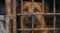 Lonely stray dog in shelter cage abandoned, hungry, and hopeful behind rusty bars