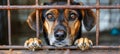 Lonely stray dog in shelter cage abandoned, hungry, and hopeful behind rusty bars