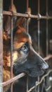 Lonely stray dog in shelter cage abandoned, hungry puppy awaits owner, seeking comfort