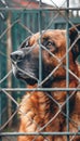 Lonely stray dog in shelter cage abandoned puppy, hungry and hopeful, awaits reunion