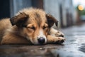 Lonely Stray Dog Sleeping on Rainy City Street