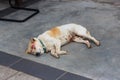 Lonely stray dog sleeping on street