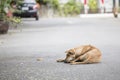 Lonely stray dog on the street