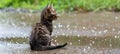 Lonely stray kitten in rain pet rescue and adoption for homeless cats in need of help Royalty Free Stock Photo