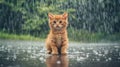 Lonely stray kitten in the rain seeking pet rescue, adoption, shelter, and charity assistance