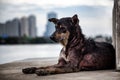 Lonely stray mangy dog at pier near the river with blurred city.