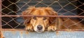 Lonely stray pup homeless dog in shelter cage, abandoned and hungry, awaits reunion