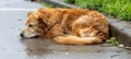 Lonely stray puppy abandoned, hungry, wet in rain on street looking lost and forlorn