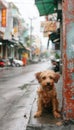 Lonely stray puppy abandoned, hungry, wet in rain on streets, seeking shelter and care