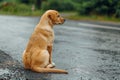 Lonely stray puppy abandoned, hungry, wet in rainy street, seeking help and comfort