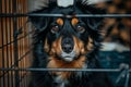 Lonely stray puppy in shelter cage abandoned homeless dog, hungry and waiting for owner Royalty Free Stock Photo