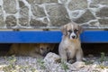 Lonely stray puppy stray dogs in the shelter Royalty Free Stock Photo