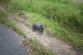Lonely stray scabies dog walk on the road Royalty Free Stock Photo