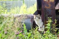 Lonely street cat among the green grass looking directly at the camera