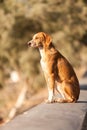 Lonely street dog watchig the sunrise