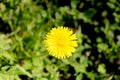 The lonely summer Dandelion