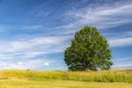 Lonely Summer Tree to the Right