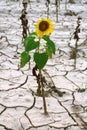 Lonely sunflower Royalty Free Stock Photo