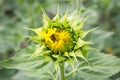 Lonely sunflower in the field, Royalty Free Stock Photo