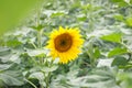 Lonely sunflower in the field, Royalty Free Stock Photo