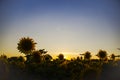 Lonely Sunflower Field of Sunflowers Sunset Evening