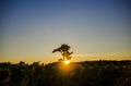 Lonely Sunflower Field of Sunflowers Sunset Evening Royalty Free Stock Photo